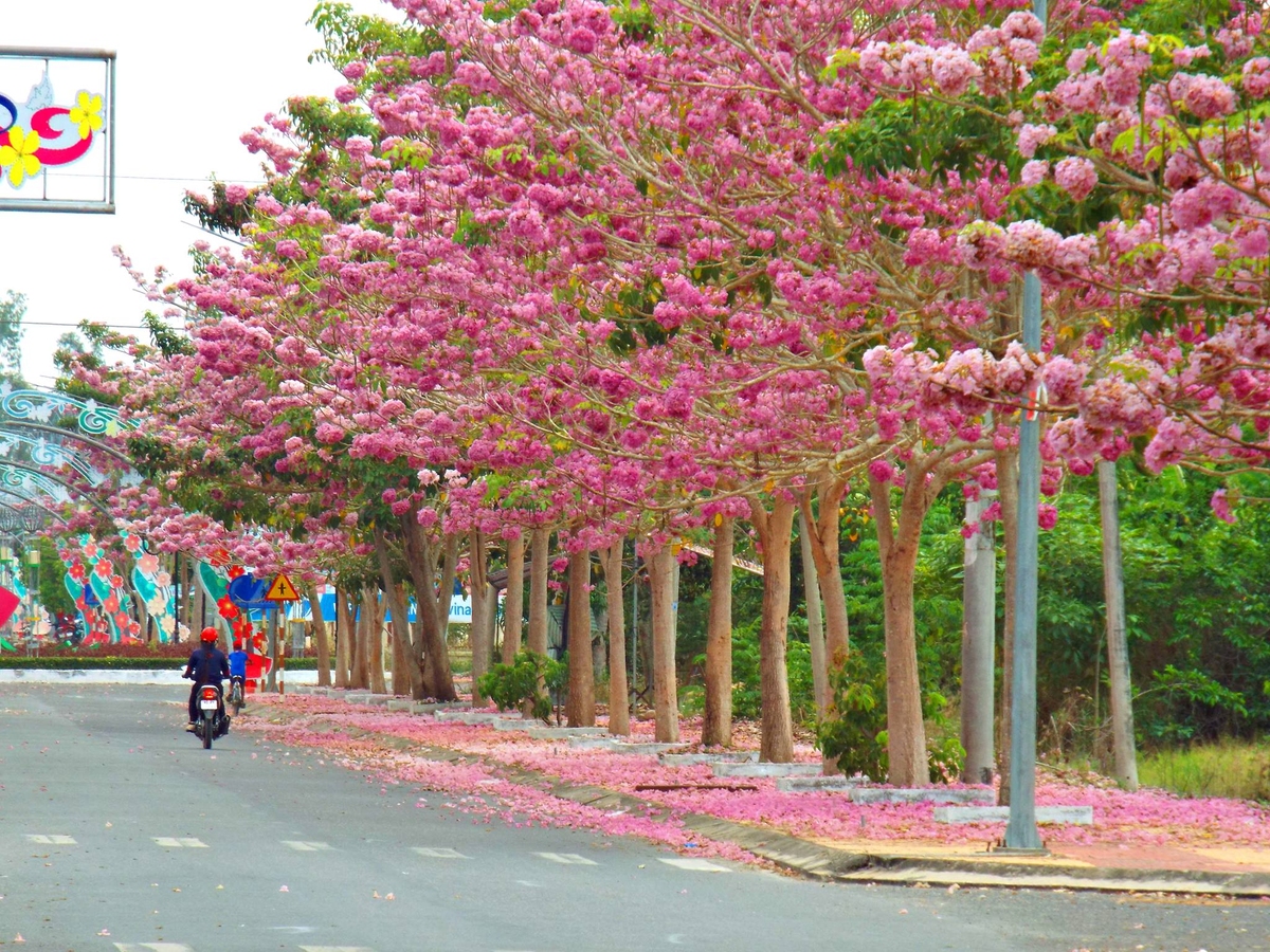 Cây công trình sân vườn biệt thự