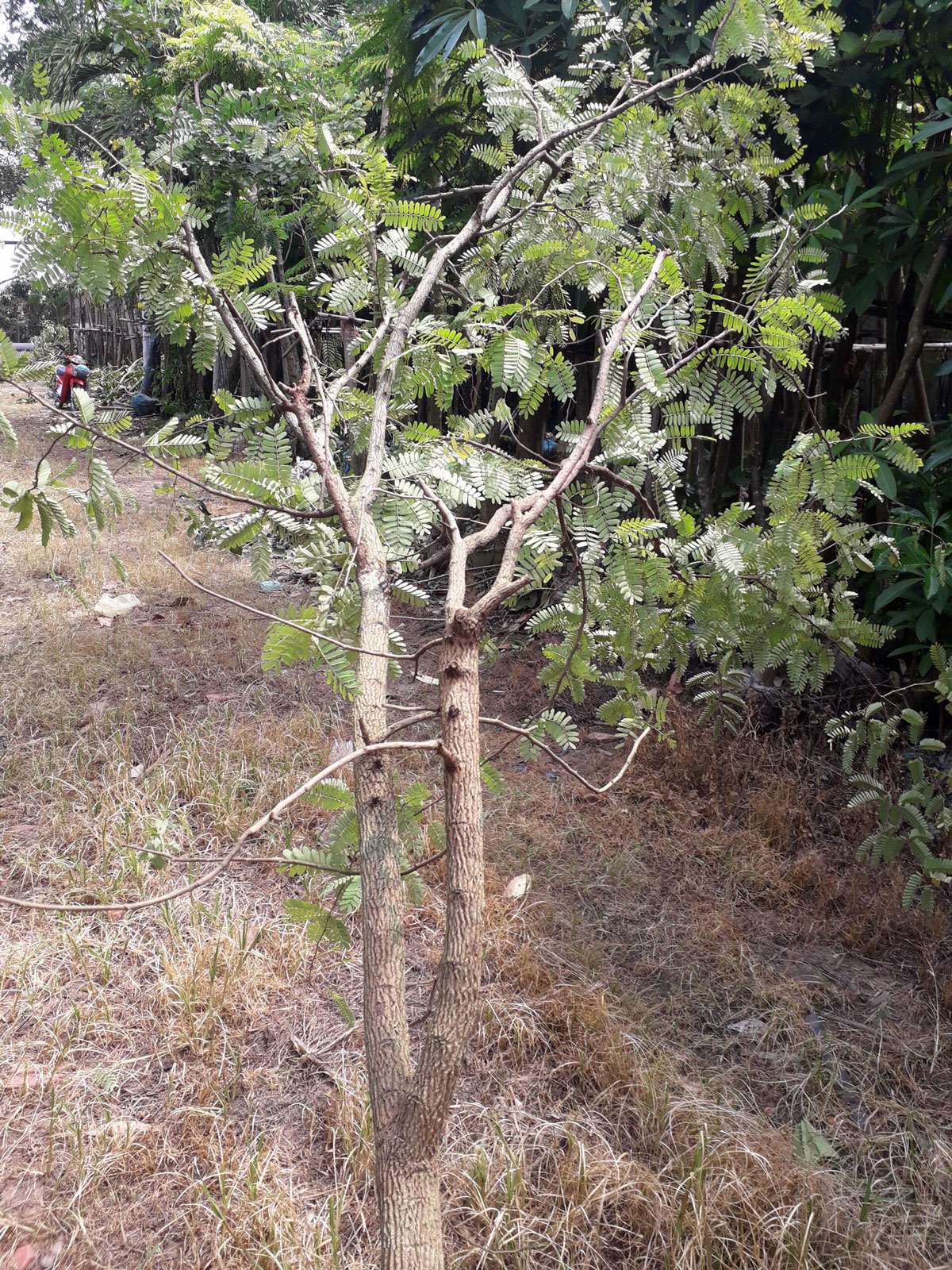 Khuyến mãi cây cảnh