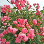 Nơi cung cấp cây giống hoa hồng bán sỉ uy tín và chất lượng Bán cây cảnh  