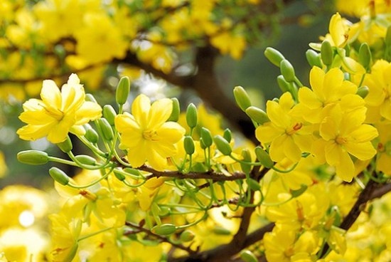 Quy trình trồng, nhân giống cây HOA MAI VÀNG YÊN TỬ (OCHNA INTEGERRIMA) Hướng dẫn chăm sóc cây  Mai vàng Yên Tử Cây hoa mai 