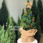 Cây Tùng (cây thông noel giáng sinh)