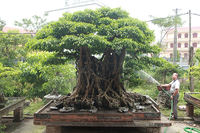Dùng cây Sanh làm bonsai và ý nghĩa phong thủy như thế nào ? Thông tin  