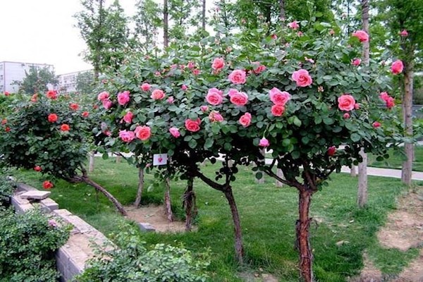 Địa chỉ bán cây hoa hồng + tặng sách hướng dẫn trồng cây Bán cây cảnh  