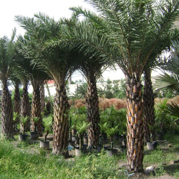 Cây Kè Đỏ