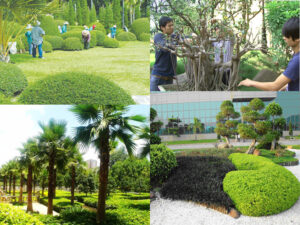 Dịch vụ trồng cây xanh tại nhà (Trồng + chăm sóc cây) Dịch vụ cây xanh Sân vườn  