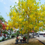 Cây Muồng Hoàng Yến