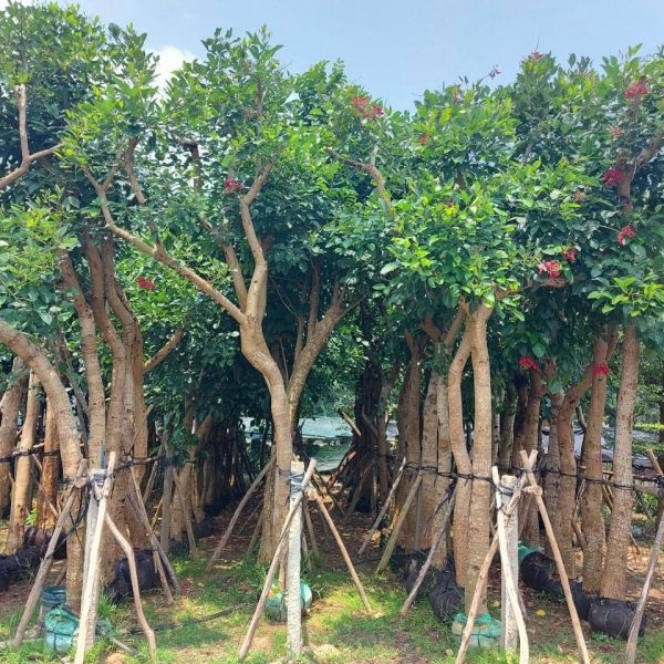 Cây Osaka Đỏ