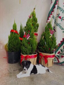 Một Số Ý Tưởng Tự Thiết Kế Cây Thông Noel Tại Nhà Bán cây cảnh Cây không khí Dịch vụ cây xanh  Một Số Ý Tưởng Tự Thiết Kế Cây Thông Noel Tại Nhà 