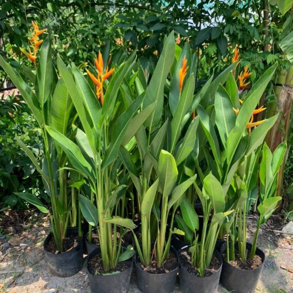Cây hoa Thiên Điểu (chuối Mỏ két)