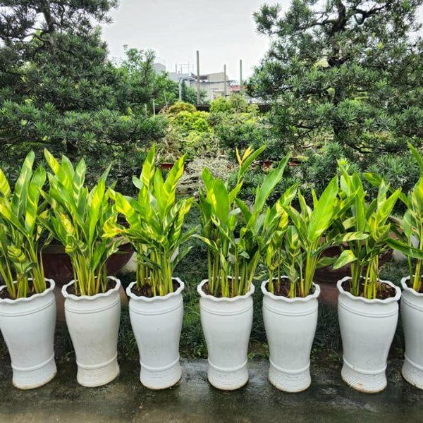 ? Dịch Vụ Cung Cấp Cây Xanh Khai Trương Quận 1 – Chúc Mừng Thành Công