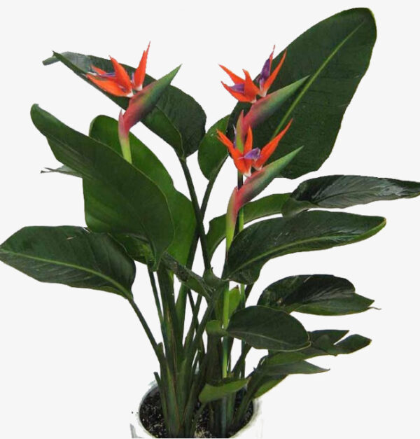 Cây Hoa Thiên Điểu