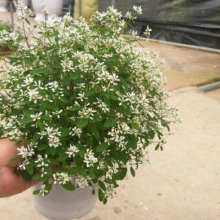 Cây Hoa Tuyết Cầu – Lobelia Erinus (bạch tuyết cầu, giống nhật) Cây cảnh Cây Hoa Tuyết Cầu