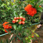 Cây Lựu Hạnh Hoa Đỏ
