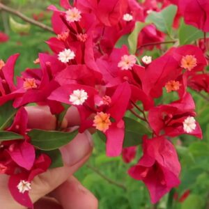 Hoa giấy Thái (màu đỏ)