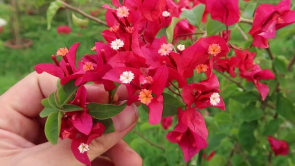 Hoa giấy Thái (màu đỏ)  