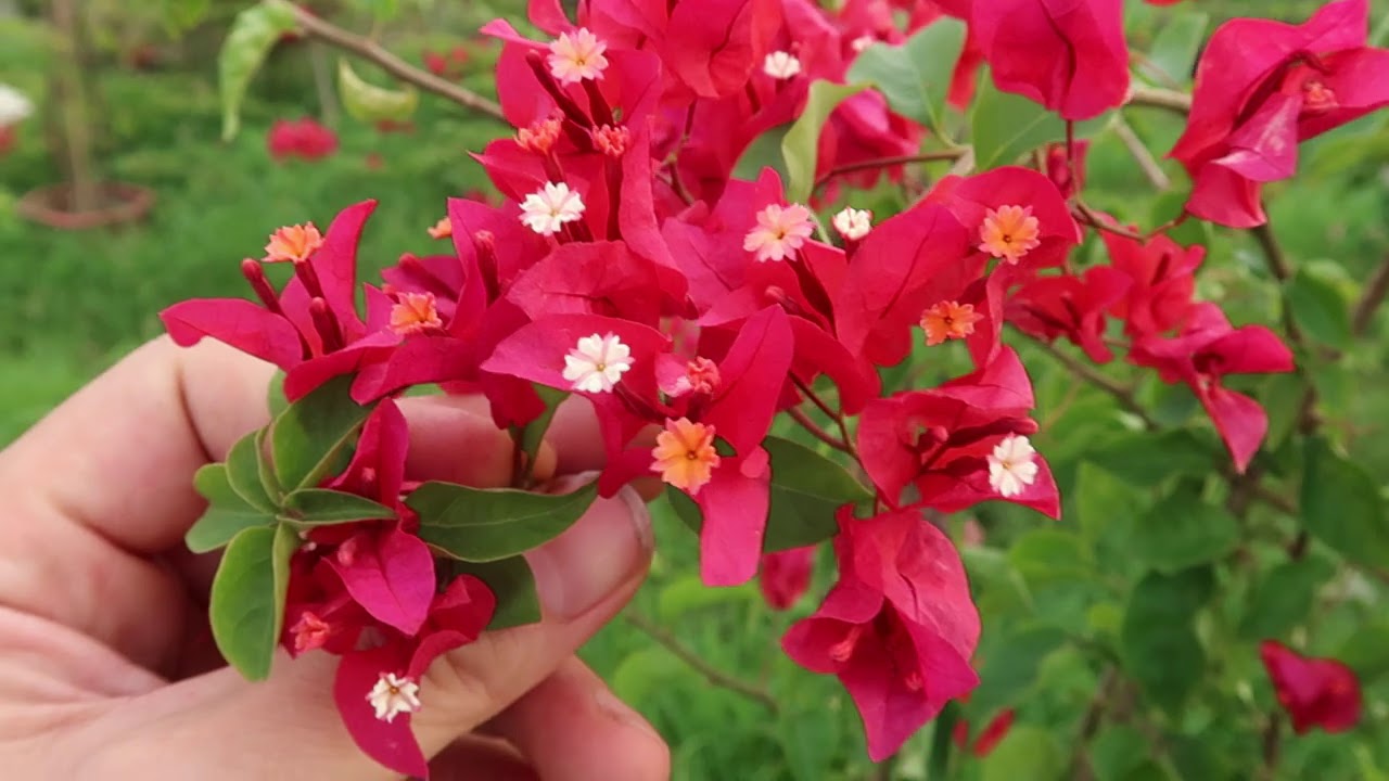 Hoa giấy Thái (màu đỏ)  
