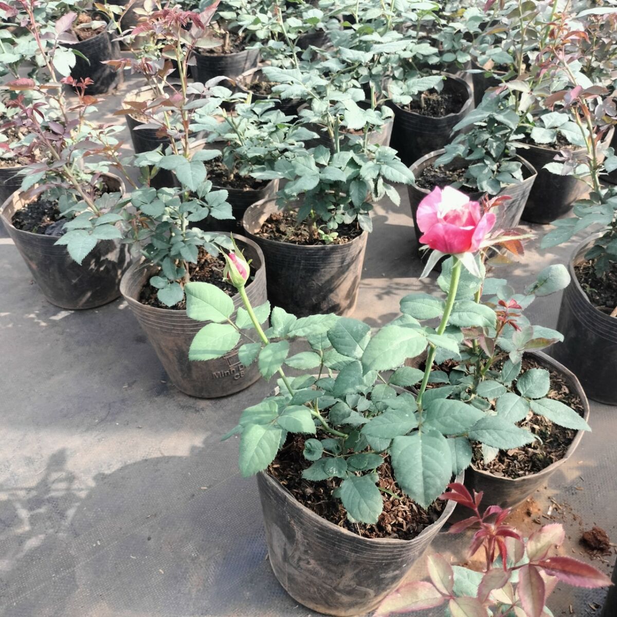 Cung cấp cây giống hoa hồng Đà Lạt chất lượng cao Bán cây cảnh  