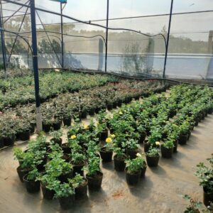 cay-giong-hoa-hong-da-lat-trong-chau-23  