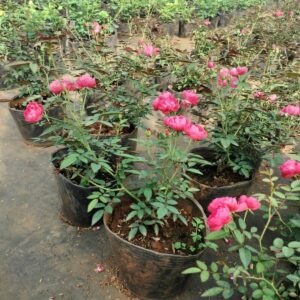 cay-giong-hoa-hong-da-lat-trong-chau-28  
