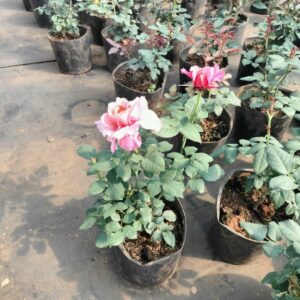 cay-giong-hoa-hong-da-lat-trong-chau-37  