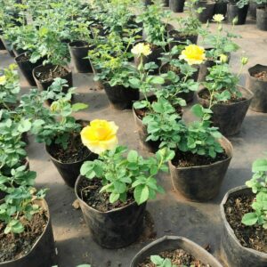 cay-giong-hoa-hong-da-lat-trong-chau-41  
