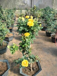 cay-giong-hoa-hong-da-lat-trong-chau-51  