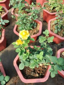 cay-giong-hoa-hong-da-lat-trong-chau-53  