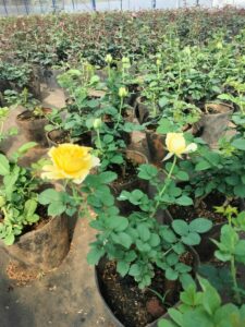 cay-giong-hoa-hong-da-lat-trong-chau-59  