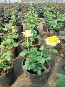 cay-giong-hoa-hong-da-lat-trong-chau-60  