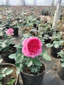 cay-giong-hoa-hong-da-lat-trong-chau-71  