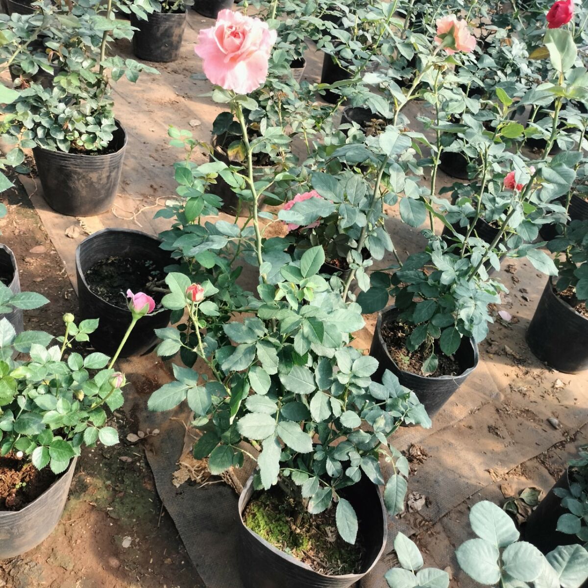 Cung cấp cây giống hoa hồng Đà Lạt chất lượng cao Bán cây cảnh  