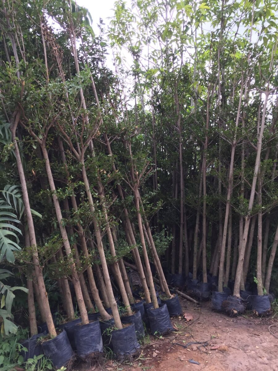 Vườn ươm cây bàng đài loan trồng cây xanh đô thị ở Trảng Bom Đồng Nai Cây xanh đô thị  