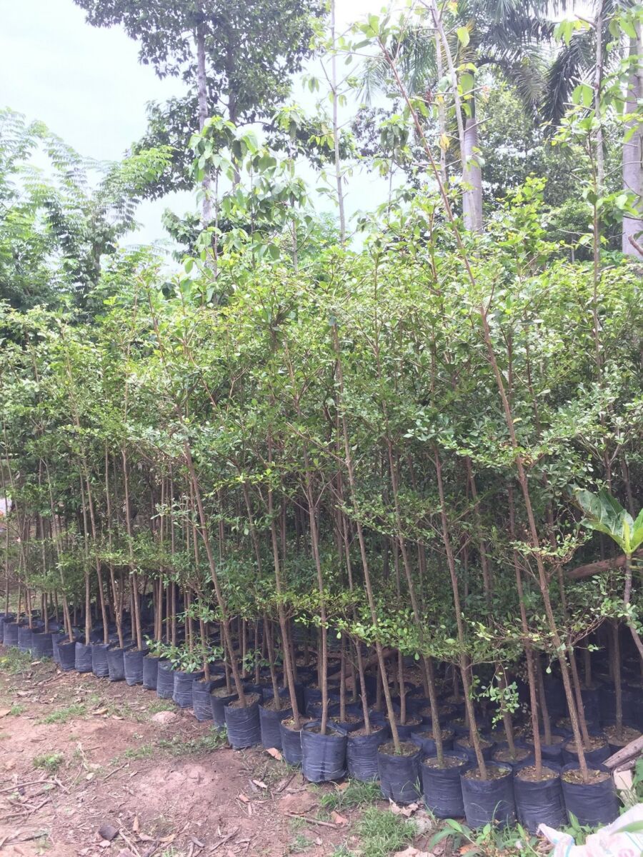Vườn ươm cây bàng đài loan trồng cây xanh đô thị ở Trảng Bom Đồng Nai Cây xanh đô thị  