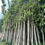 Vườn ươm cây bàng đài loan trồng cây xanh đô thị ở Trảng Bom Đồng Nai Cây xanh đô thị Dịch vụ cây xanh  