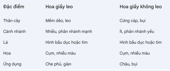 Hoa giấy leo và không leo và những điểm khác biệt chính bạn cần biết Chăm sân vườn Hướng dẫn chăm sóc cây  